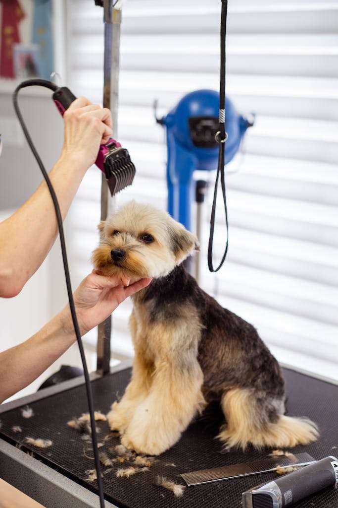 A woman is cutting the hair of a small dog